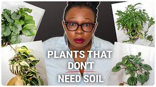 30 Easy Indoor Plants To Grow Without Soil [upl. by Aesoh]