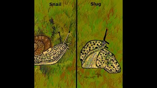 Snail Vs Slug  Kidz Learn Applications™ [upl. by Leesen]