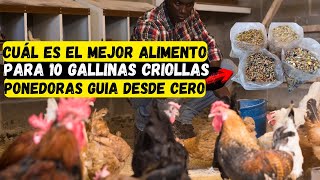 Cuál es el MEJOR ALIMENTO para 10 gallinas criollas ponedoras guia desde cero [upl. by Ekenna906]