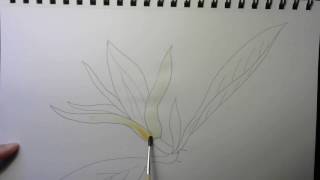 Cách vẽ hoa ngọc lan  How to draw flowers jade orchid flower step by step tutorial [upl. by Swagerty]