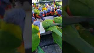 Lorikeet POWWOW🦜🦜🦜🦜🌈📢🙉😋🥰😀 [upl. by Akemrehs416]