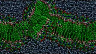 Bilayer formation through molecular selfassembly [upl. by Silera]