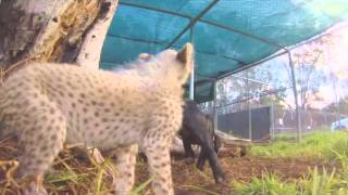 Meet Siri the Cheetah cub and her companion puppy [upl. by Pelagias]