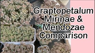 47Graptopetalum Mirinae amp Mendozae Comparison🍀☘️ [upl. by Lambrecht938]