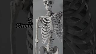 Spine Gyration  Circumduction in Motion anatomy spine [upl. by Aihsinat]