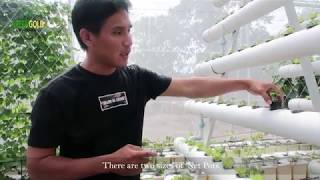 HYDROPONICS EPISODE 1 Vertical AFrame NFT System  Greengold Farms [upl. by Airreis]