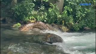 Sucuri gigante desliza pelo Rio da Prata e surpreende banhistas em balneário do Pantanal [upl. by Misaq]