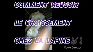 COMMENT RÉUSSIR ACCOUPLEMENTS CHEZ LA LAPINE 🐰🐰🐰 [upl. by Johna]