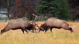 Largest Bull Meets His Match during the Elk Rut [upl. by Geminius]