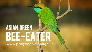 Asian green beeeater  Indian birds video ProgressiveThoughtbirds [upl. by Alvera]