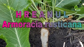 HREANUL Armoracia rusticana Antibiotic natural ce ne intareste imunitatea Livada Bio e35 [upl. by Aicirtak]