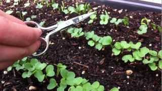 How to thin radish seedlings [upl. by Enyamert]