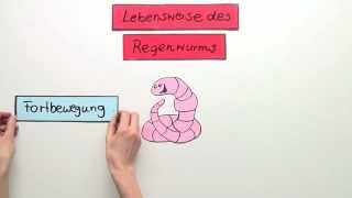 Die Lebensweise des Regenwurms  Fortbewegung und Atmung  Biologie  Zoologie [upl. by Yorled676]