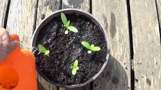 Planting Zinnia Seedlings Into A Planter [upl. by Esyahc811]