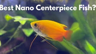 Honey Gourami care guide for beginners [upl. by Andeee]