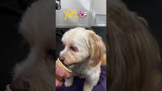 Cavoodle eating dog yogurt [upl. by Socrates]