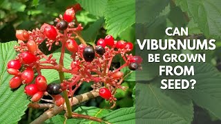 Collecting Berries and Starting Viburnums from Seeds [upl. by Llevrac71]