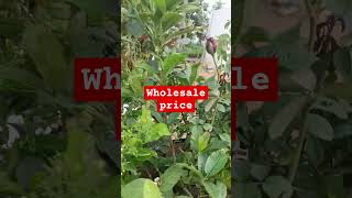 Wholesale nursery plants purchase [upl. by Innavoeg]