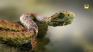 Atheris hispida commonly known as the roughscaled bush viper is a species [upl. by Ryle]