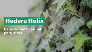 Hedera Helix 🌿 Expectorante Natural Para La Tos 🗣 [upl. by Yesnik360]