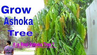 How to Grow Polyalthia Longifolia Treeजानिए असली अशोक का पेड़ कोनसा है 5th July 2017Mammal Bonsai [upl. by Aubrie]