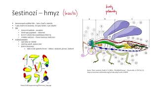 Členovci VI  hmyz I [upl. by Nasah]