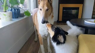 Smooth Collie and Rough Collie Puppy ❤️❤️❤️ First Couple of Weeks in New Home for the Pup [upl. by Sral]