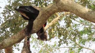 Bateleur Eagle dines on a Leopards Civet kill krugernationalpark wildlife eagle [upl. by Dyal]