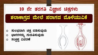 ಶಲಾಕಾಗ್ರದ ಮೇಲೆ ಪರಾಗದ ಮೊಳೆಯುವಿಕೆಚಿತ್ರ ಬಿಡಿಸುವುದುಭಾಗಕಾರ್ಯವಿಜ್ಞಾನDrawingScienceReproductionSSLC [upl. by Akirea]