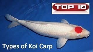 Top 10 Carpe Koi più belle 🐠 [upl. by Ellehcan236]