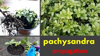 Pachysandra Propagate in soil and watergarden tipPachysandra cutting [upl. by Hart494]