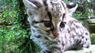 Margay kitten [upl. by Suzanne]