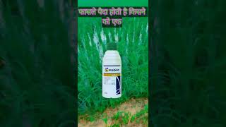 सिंजेन्टा इसाबियन ग्रोथ प्रमोटर।🌾Syngenta Isabion Growth Promoter।🌿 [upl. by Nemra]