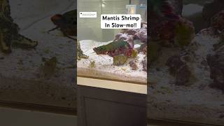 Mantis Shrimp in SLOWMO [upl. by Aivatan491]