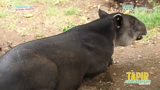 El Tapir o Danto Tapirus bairdii [upl. by Aimet]