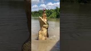 Crocodile vs Electric Eel कौन खतरनाक हैं 🤯 By info fact [upl. by Beberg]