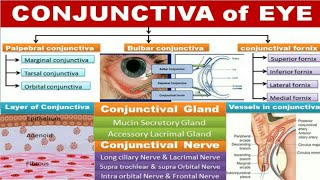 Conjunctiva [upl. by Artimas]