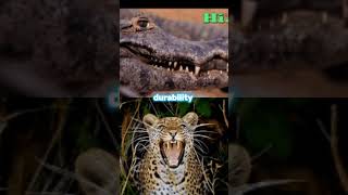 black caiman vs jaguar [upl. by Anneehs]