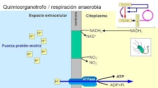 Metabolismo microbiano 04 Quimioorganotrofos anaerobios [upl. by Ilarrold81]