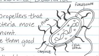 Cornell Notes Method of Taking Notes [upl. by Tuppeny85]