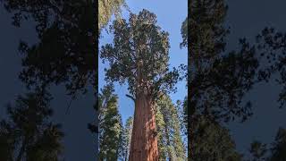 General Sherman Tree  Sequoia National Park [upl. by Frohne]