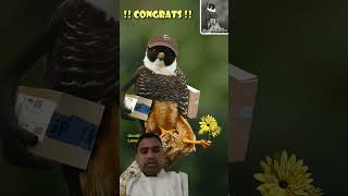 owl wildlife birds animals nature bird eagle animal leopartnik funny [upl. by Nathaniel]