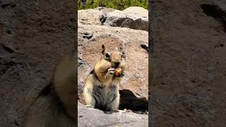 squirrel hand made chocolate🐿️edit facts ytshort trendingshorts dailyviralvideos [upl. by Ashleigh]