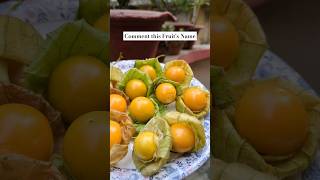 Makko  Cape Gooseberry  What do you call this Fruit [upl. by Ydurt]