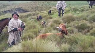 LAS FAENAS DEL CAMPO EFECTUADA POR LOS CHAGRAS ASO BETA DORADA [upl. by Idnar225]