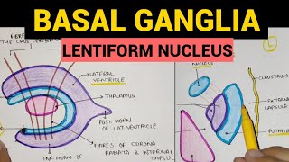 Basal Ganglia  2  Lentiform Nucleus [upl. by Eimilb]