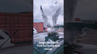 seagull ambush harbour arm Folkestone [upl. by Brahear]