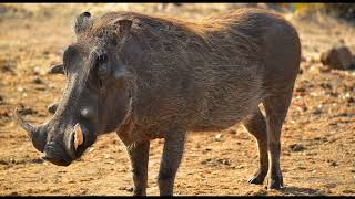 Sounds of a warthog in nature nature animals sounds warthog [upl. by Kiley99]