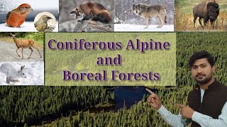 Coniferous Alpine and Boreal Forests  Fsc Biology class 12 [upl. by Eak]