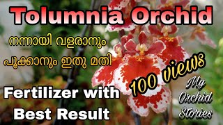 Tolumnia fertilizer for flowering orchid orchidcare garden plants flower tolumnia dendrobium [upl. by Cadell72]